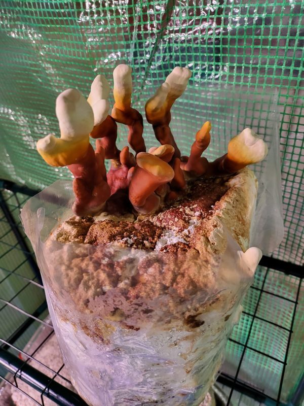 Antler Reishi Liquid Culture Syringe