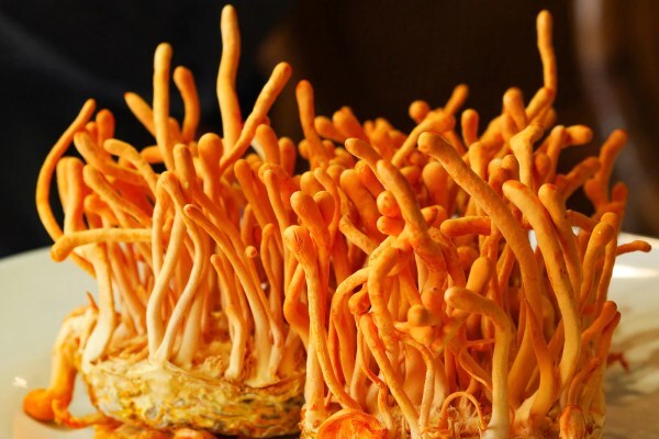 Cordyceps Militaris
