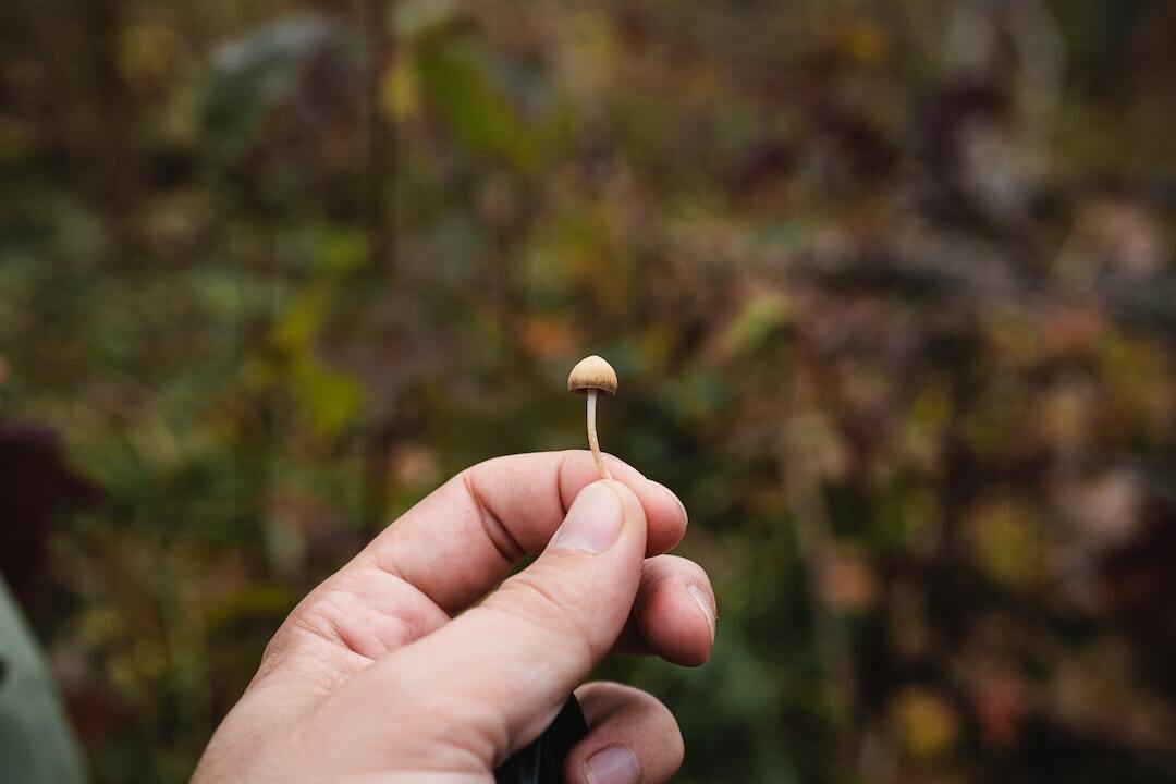 Benefits and Risks of Microdosing