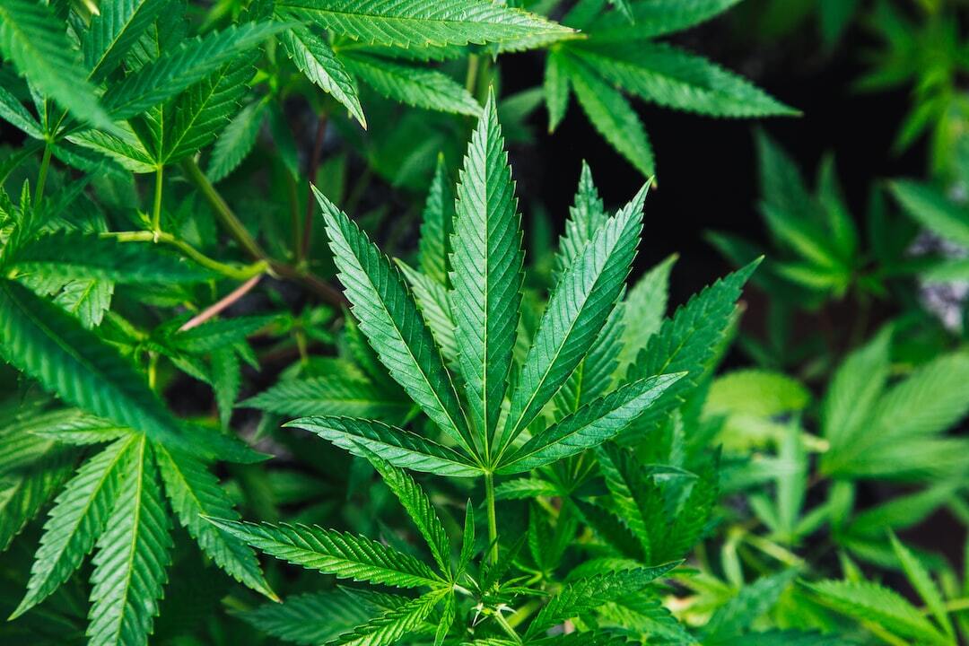 Cannabis Tissue Culturing