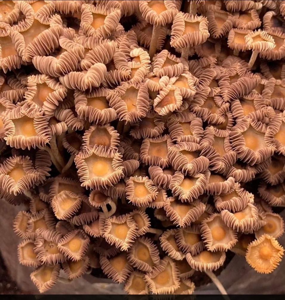 Psilocybe Subtropicalis - Image 2