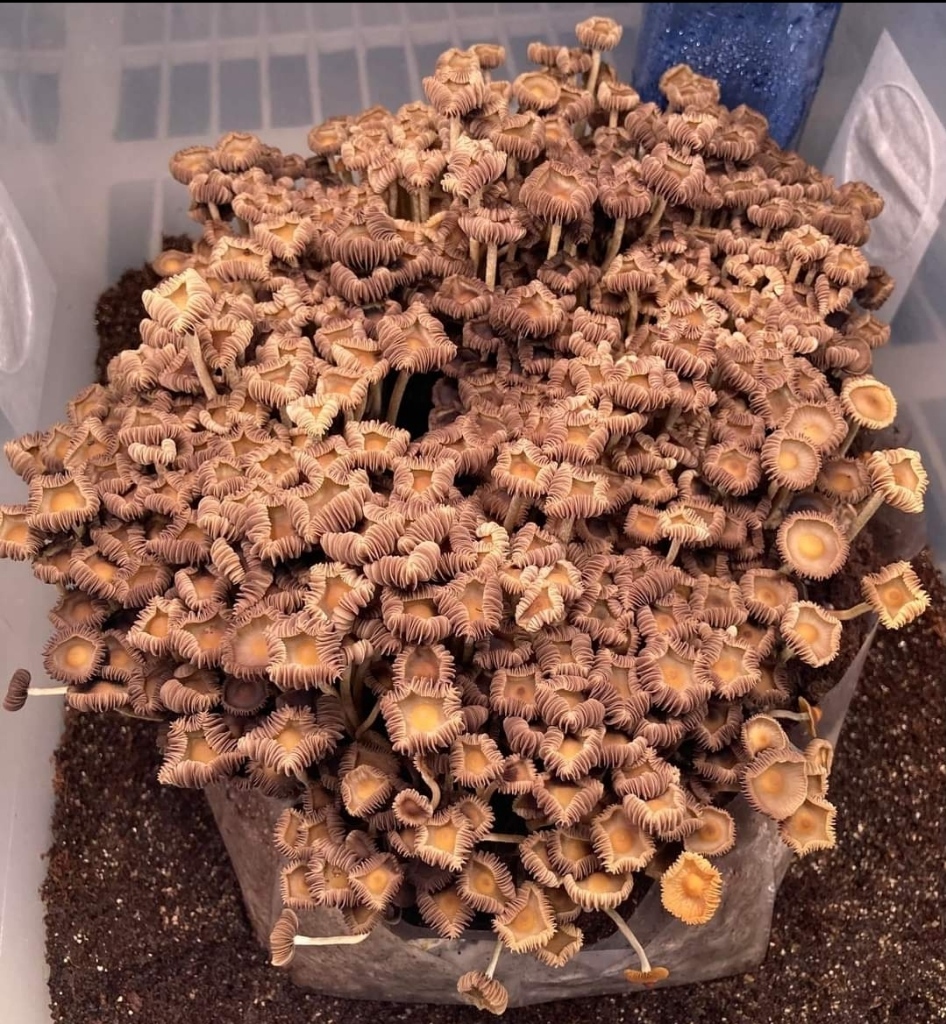 Psilocybe Subtropicalis