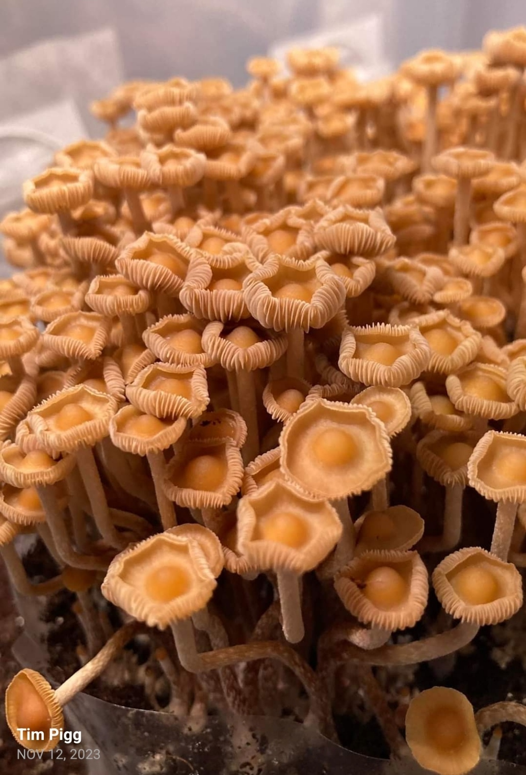 Psilocybe Subtropicalis - Image 3