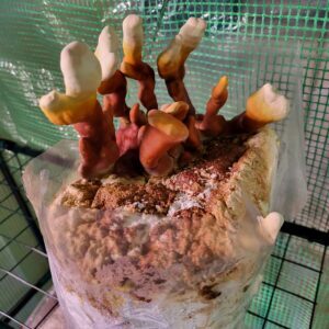 Antler Reishi Liquid Culture Syringe