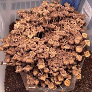 Psilocybe Subtropicalis