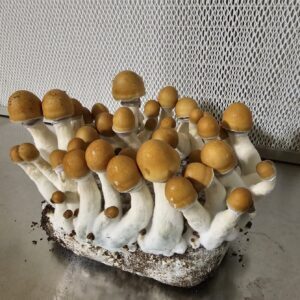 Ole Dirty Penis Envy (ODPE)